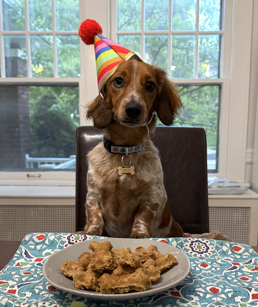 Gus, the mini dachshund, wearing a party hat