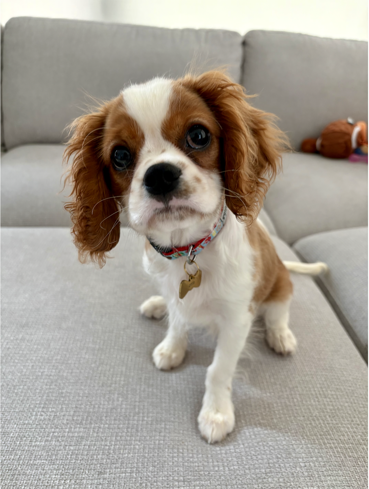 Otis, the Cavalier King Charles Spaniel puppy